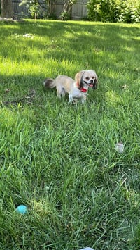 Smokey - Photo 4