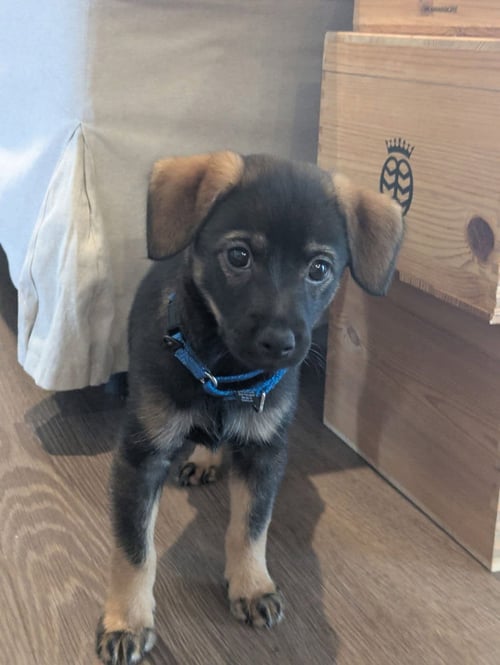 BRUISER - Miniature Pinscher for adoption in Appleton