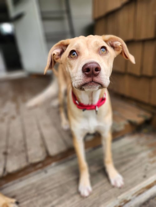 TWIGGY - Terrier for adoption in Appleton