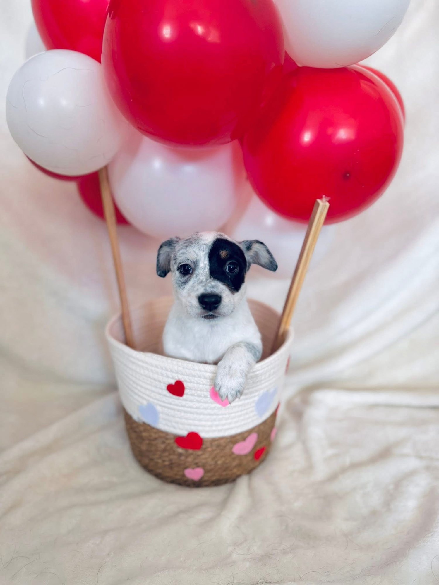 CRUSH - Corgi available for adoption