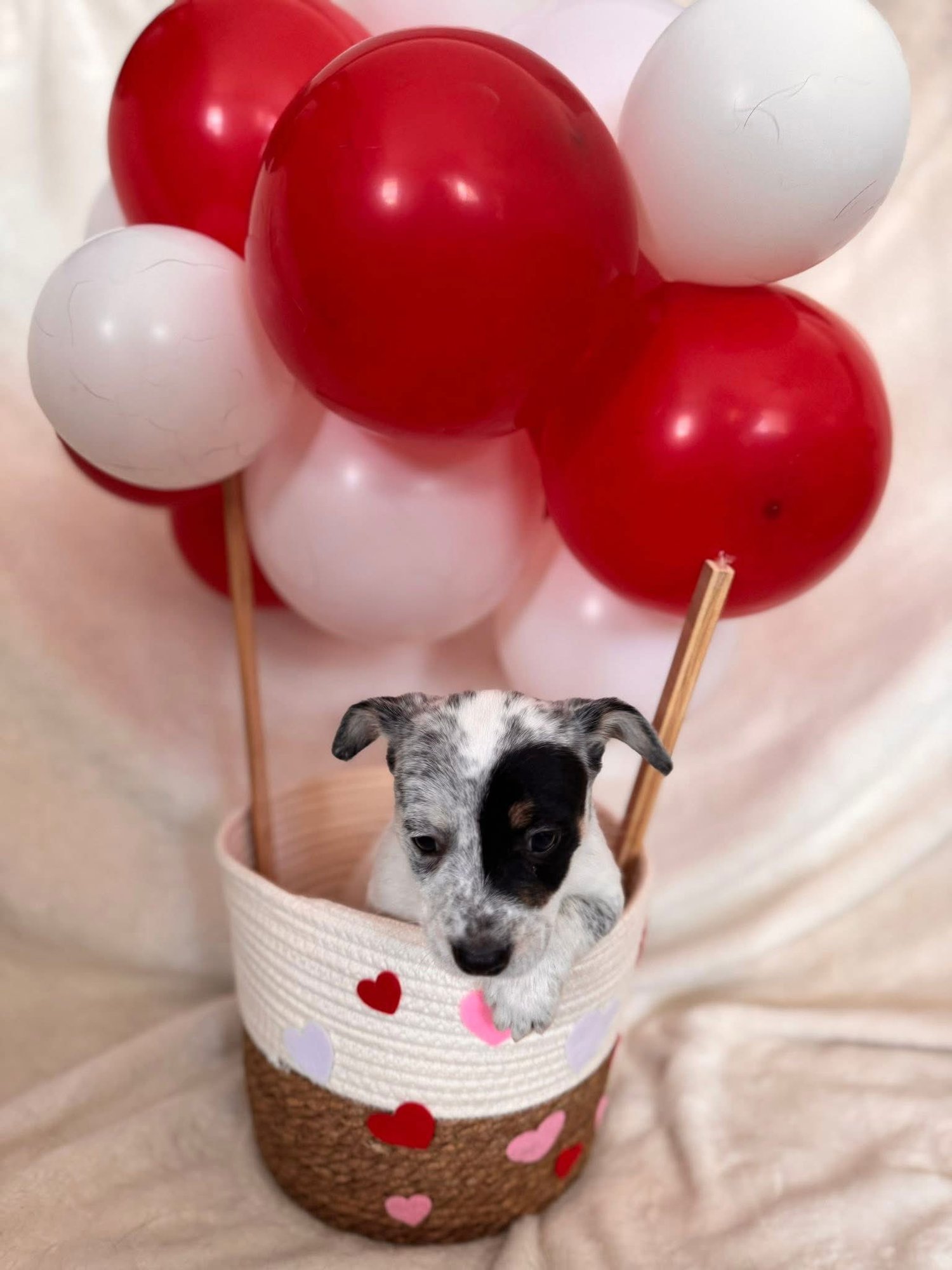 CRUSH - Corgi available for adoption