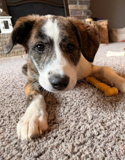 KODAK - Border Collie / Australian Shepherd available for adoption