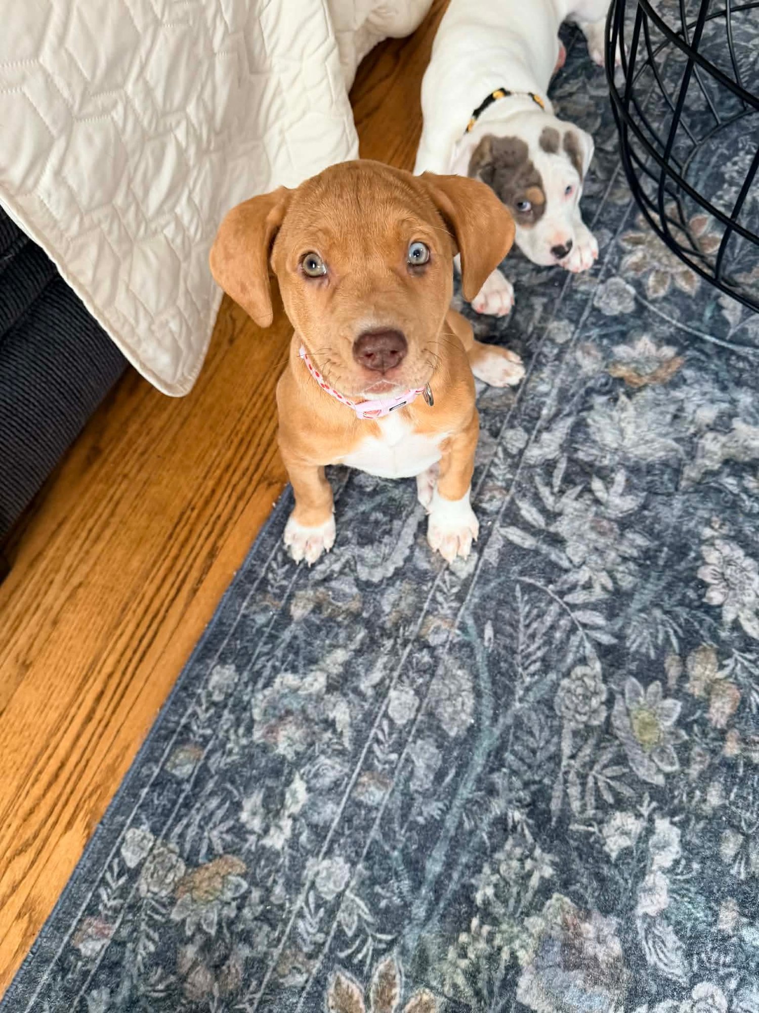 PORTER - Catahoula Leopard Dog available for adoption