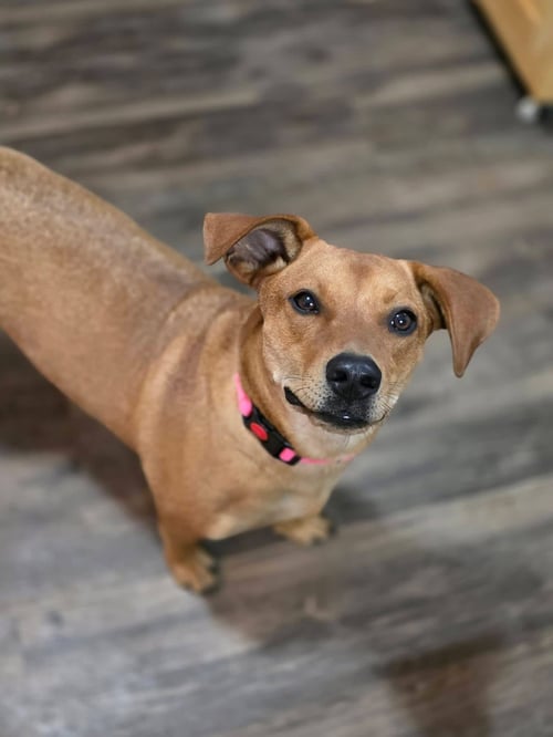SOPHIE - Dachshund for adoption in Appleton