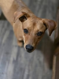 Sophie - Photo 2