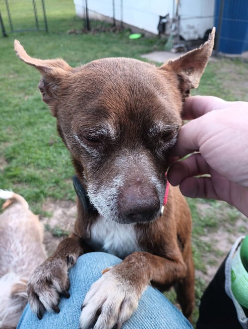 BUTCH - Chihuahua for adoption in Appleton