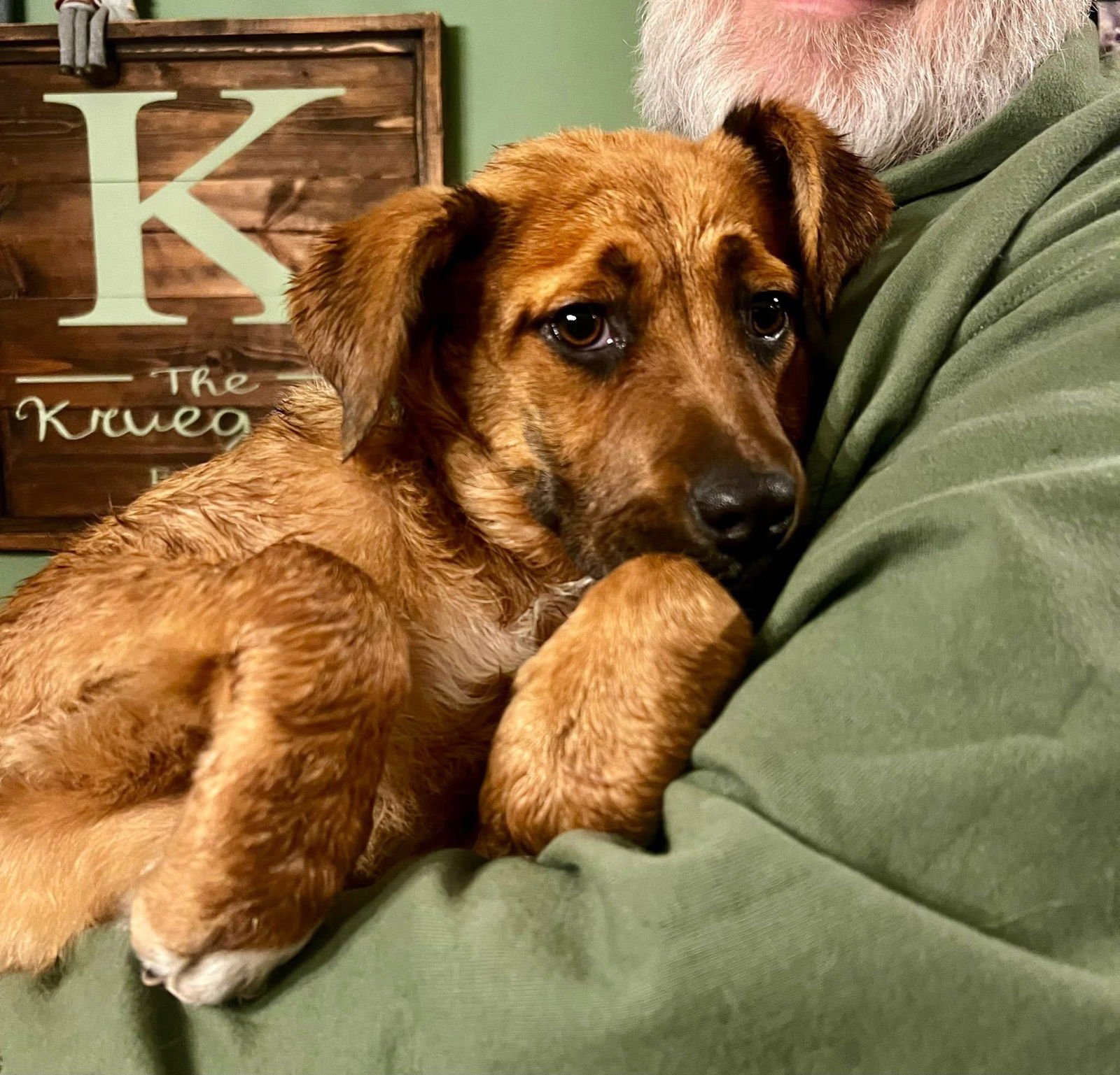 MIRA - Shepherd available for adoption