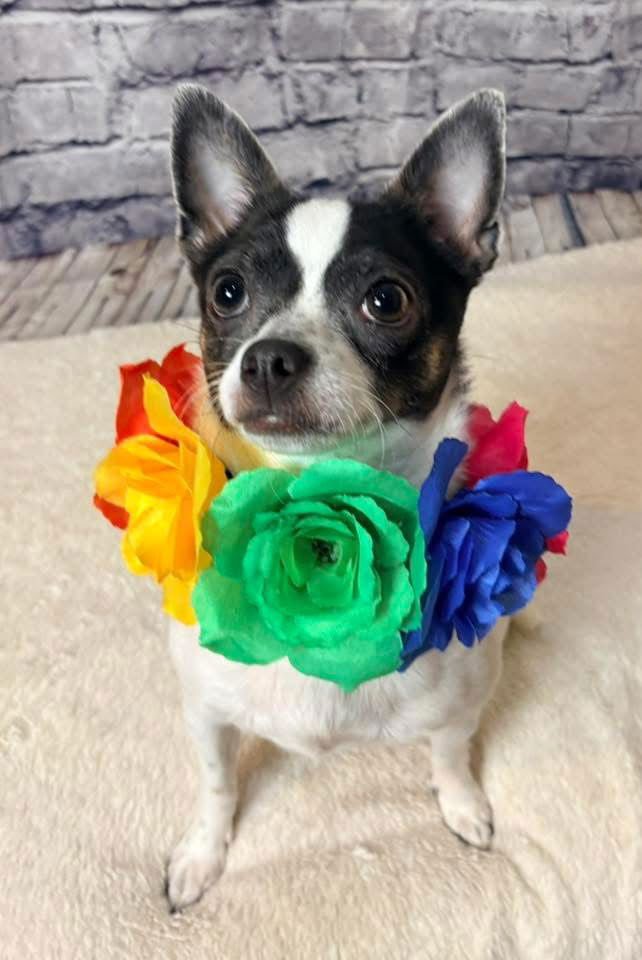 NALA - Chihuahua available for adoption