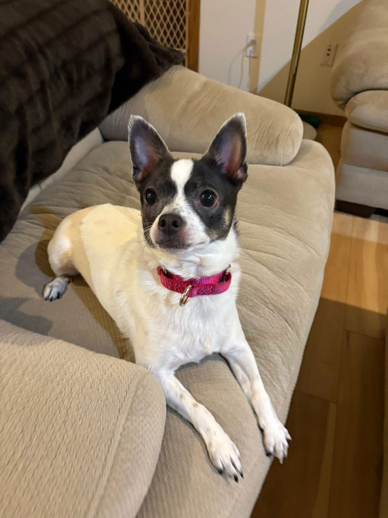 NALA - Chihuahua available for adoption