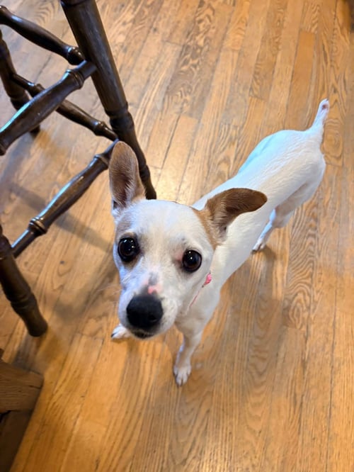FRANCINE - Jack Russell Terrier for adoption in Appleton