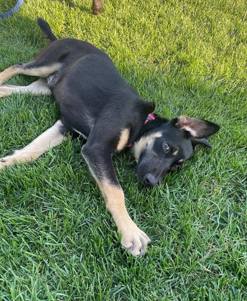 MIAMI - Labrador Retriever / German Shepherd Dog available for adoption