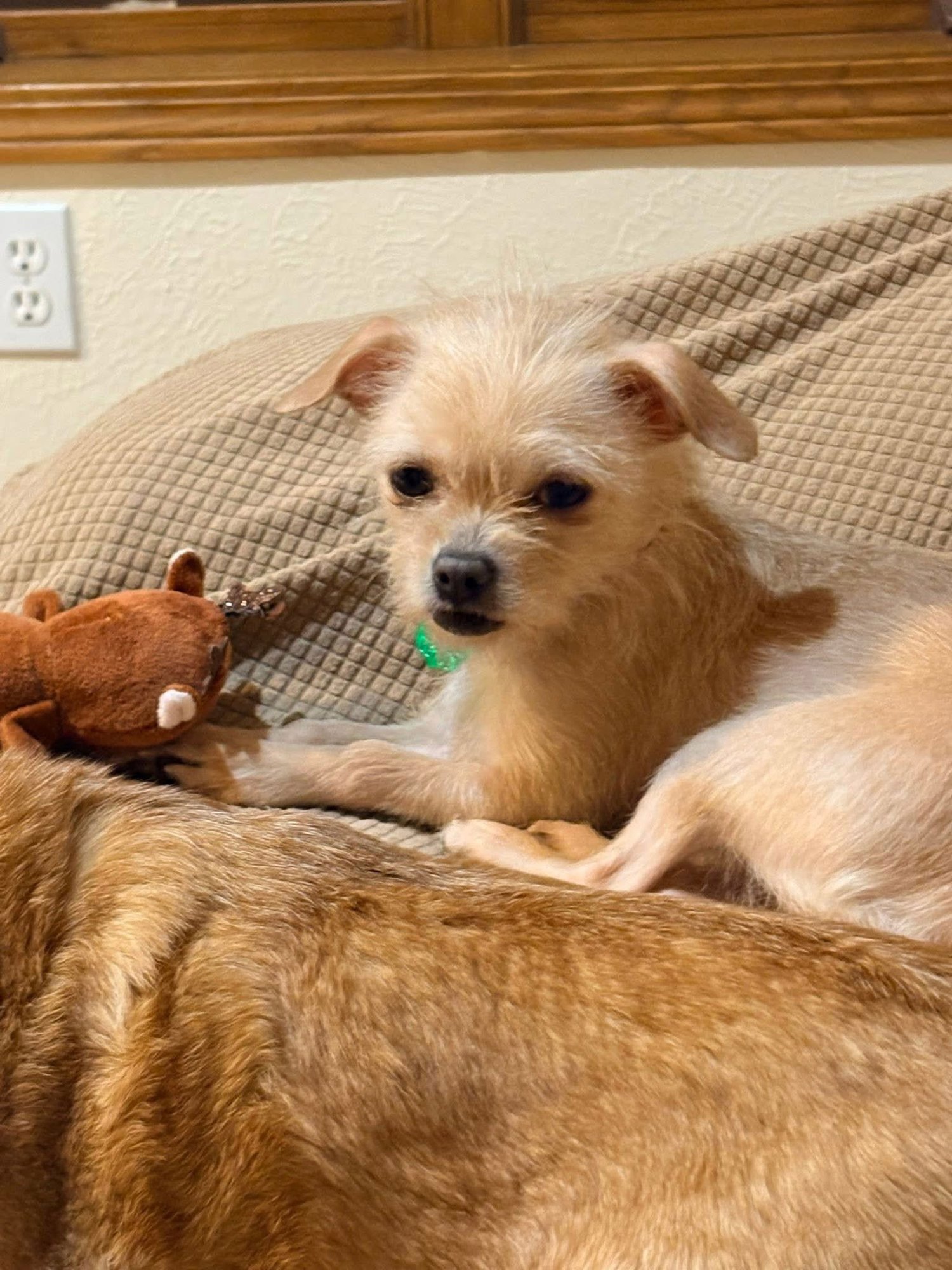 ZOEY - Chihuahua available for adoption