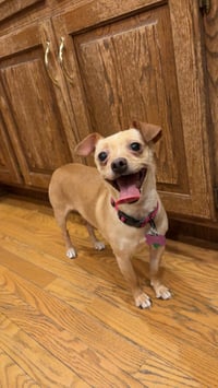 Sadie - Photo 1