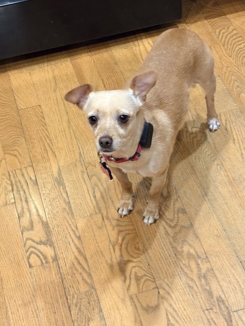 SADIE - Chihuahua available for adoption