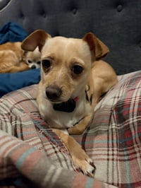 Sadie - Photo 3