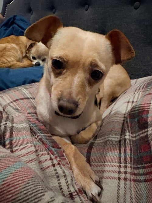 SADIE - Chihuahua available for adoption