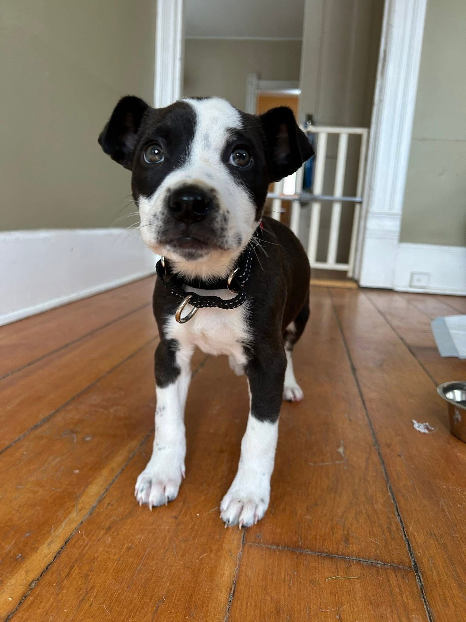 AUSTIN - Terrier available for adoption