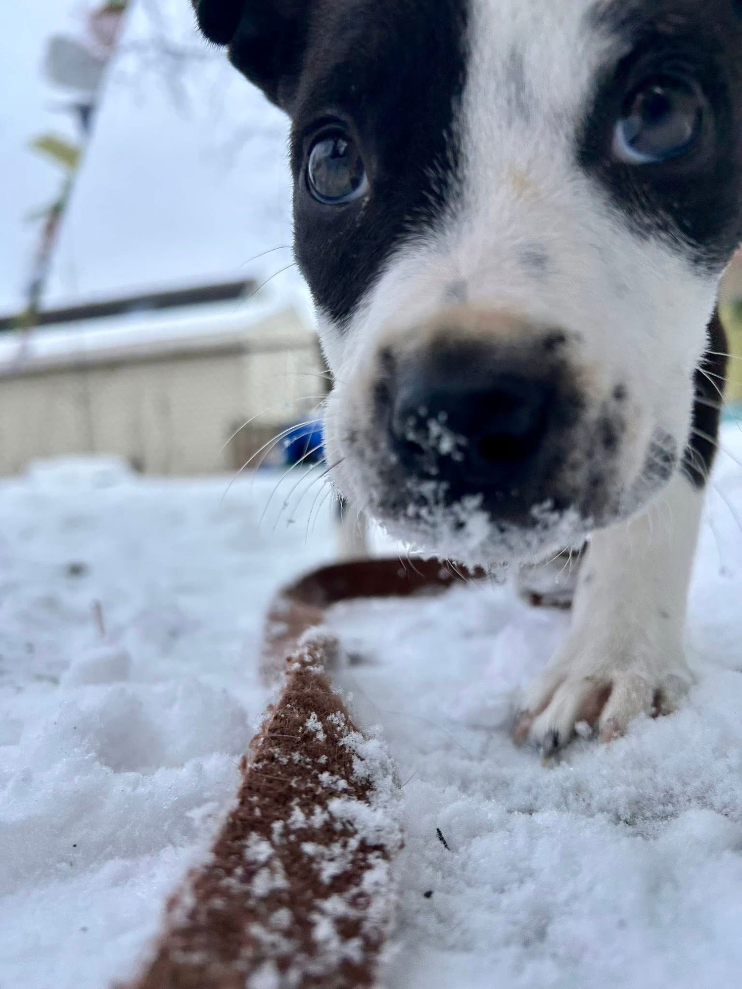 AUSTIN - Terrier available for adoption