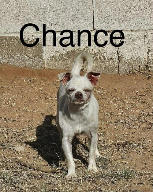 CHANCE - Chihuahua available for adoption