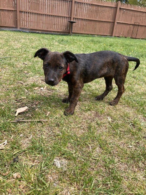 SUKI - Dachshund available for adoption