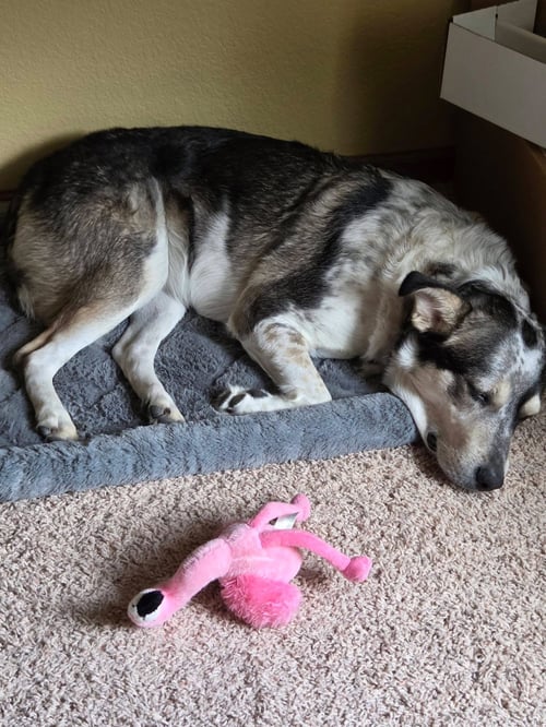 HONEYBEE - Australian Shepherd / Siberian Husky available for adoption