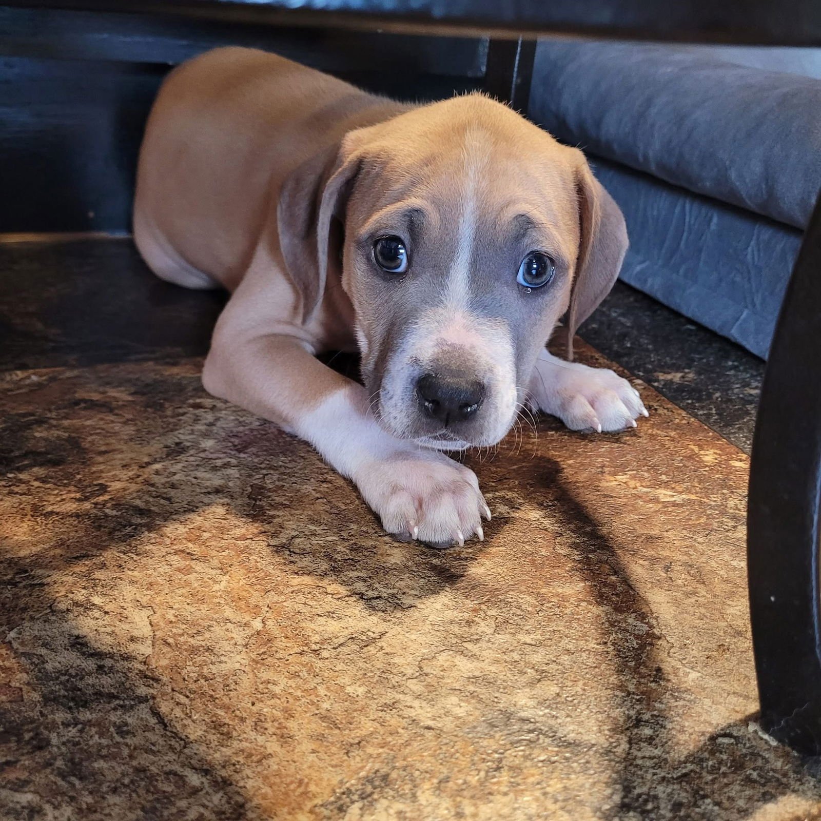 PEBBLES - Pit Bull Terrier available for adoption