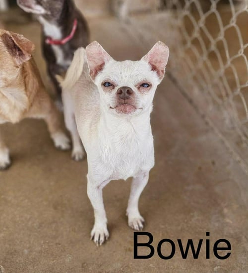 BOWIE
