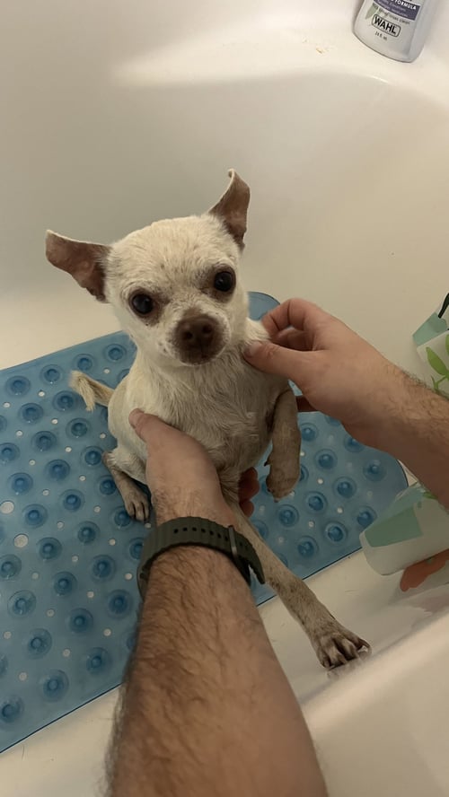 BOWIE - Chihuahua available for adoption