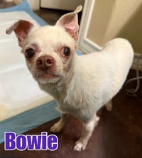 Bowie - Photo 3