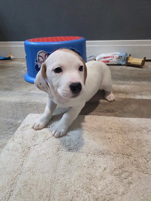 TIPSY - Basset Hound available for adoption