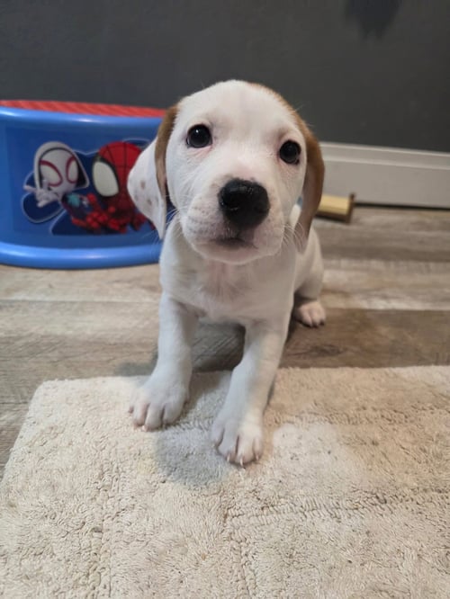 TIPSY - Basset Hound available for adoption