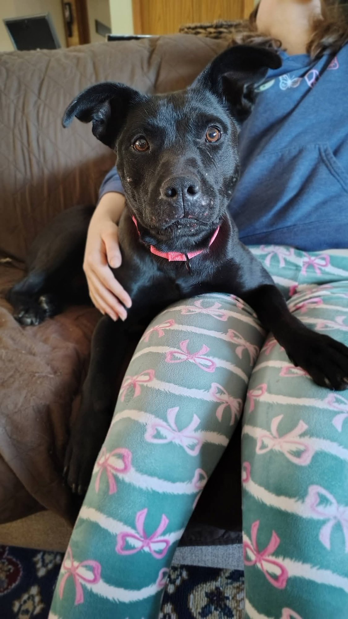 LADY - Labrador Retriever for adoption in Appleton