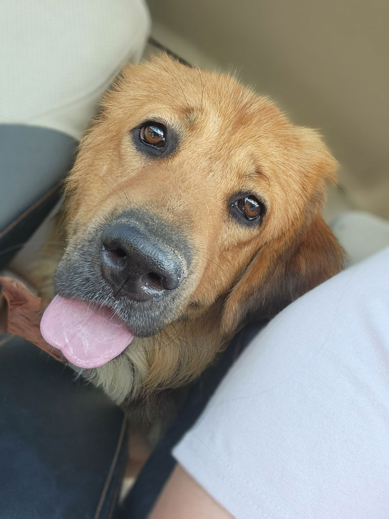 HUDSON - Tibetan Mastiff for adoption in Appleton
