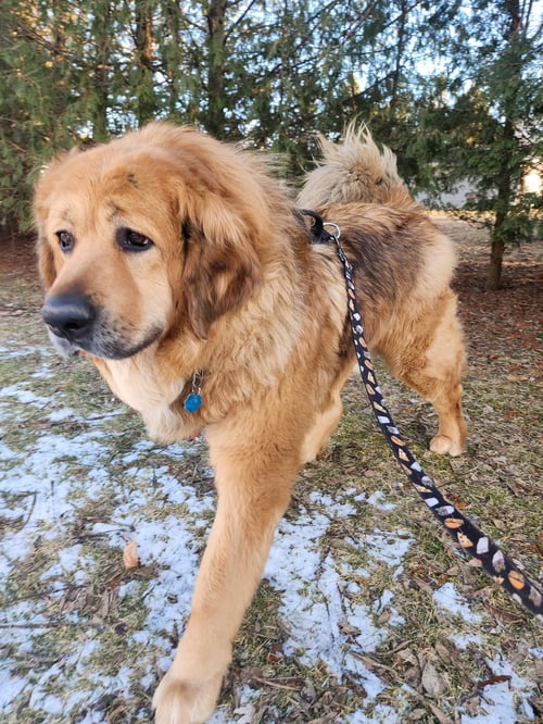HUDSON - Tibetan Mastiff for adoption in Appleton