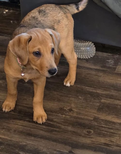 ETHEL - Catahoula Leopard Dog available for adoption