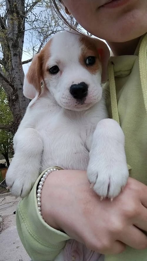 WHISKEY - Basset Hound available for adoption