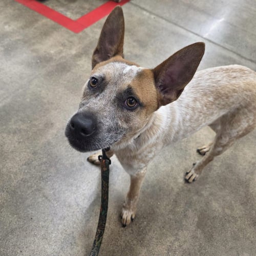 YUKON - Australian Cattle Dog/Blue Heeler available for adoption