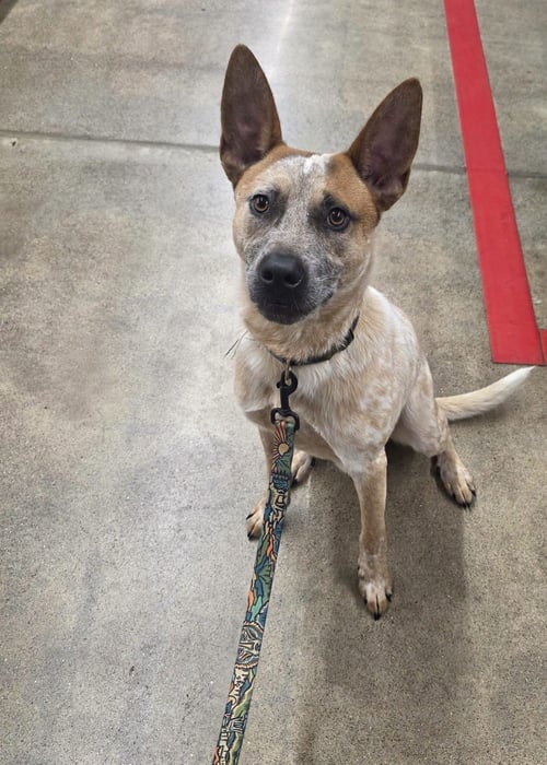 YUKON - Australian Cattle Dog/Blue Heeler available for adoption
