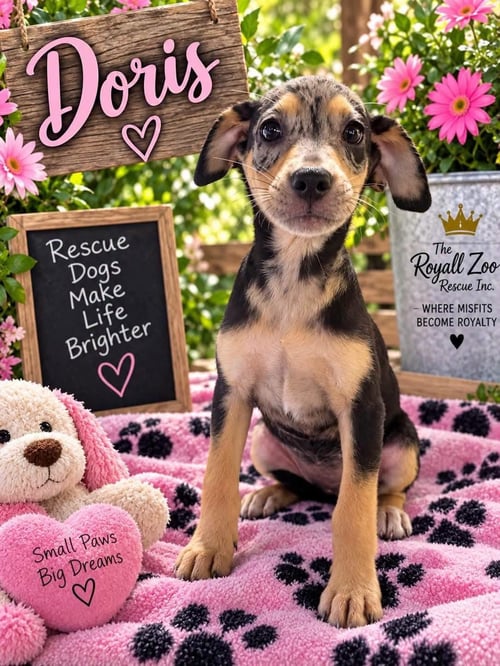 DORIS - Catahoula Leopard Dog for adoption in Appleton