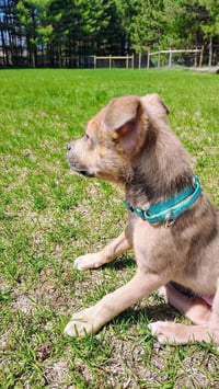 Tanner - Photo 2