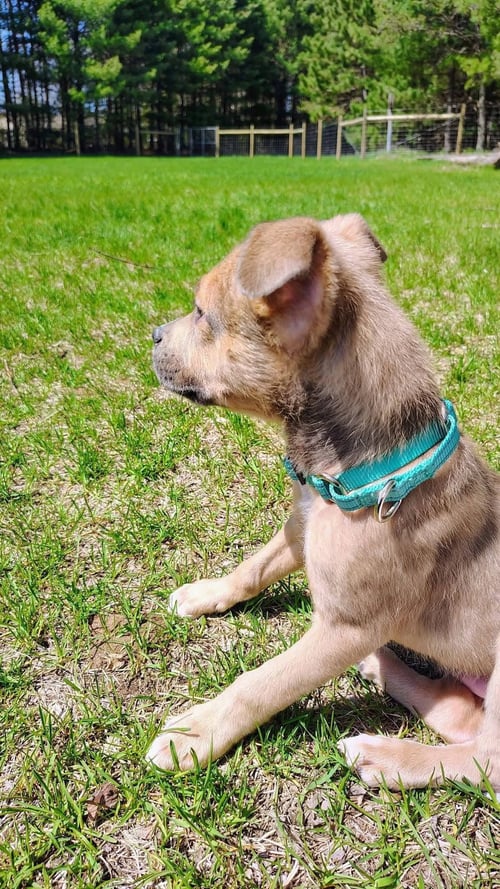 TANNER - Terrier available for adoption