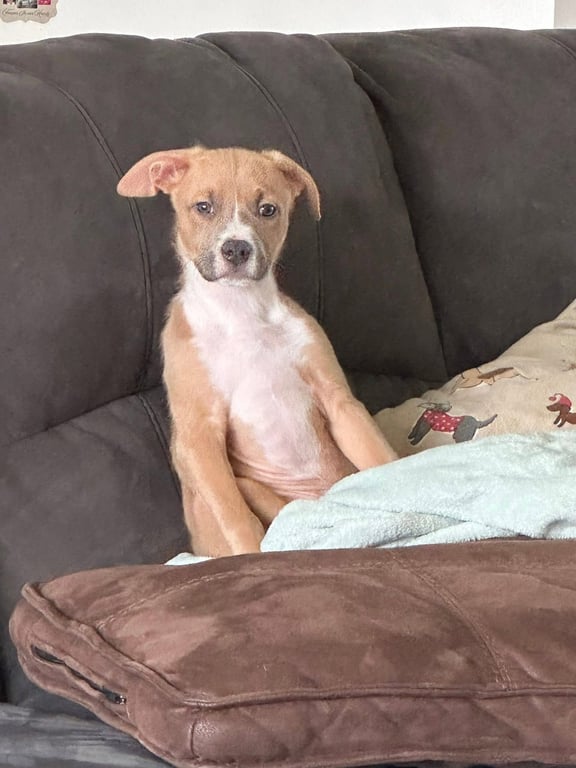 Bohdi Image
