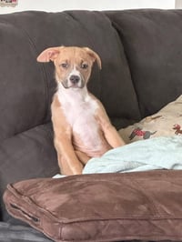 Bohdi - Photo 1
