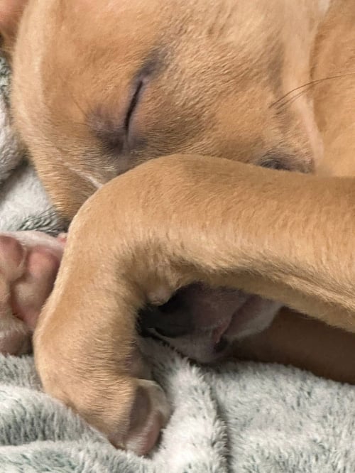 BOHDI - Pit Bull Terrier available for adoption