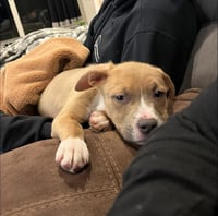 Bohdi - Photo 4