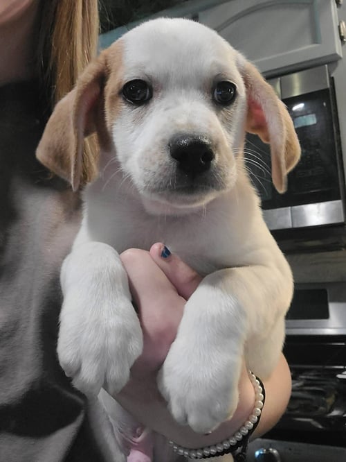 BREW - Basset Hound available for adoption