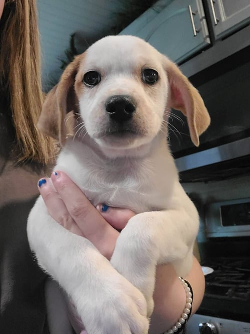 BREW - Basset Hound available for adoption