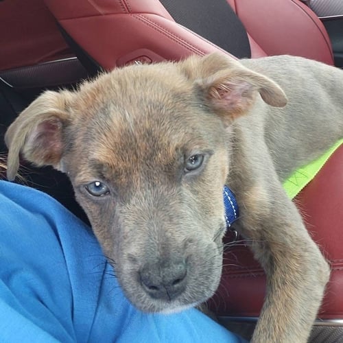 WRANGLER - Pit Bull Terrier available for adoption