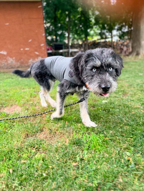 SOLOMAN - Terrier for adoption in Appleton