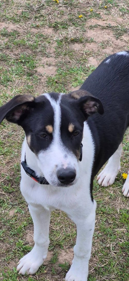 JOEY - Terrier available for adoption